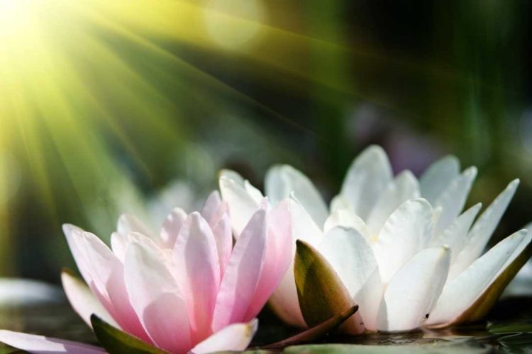 Lotus Çiçeği Dövmesi Anlamı